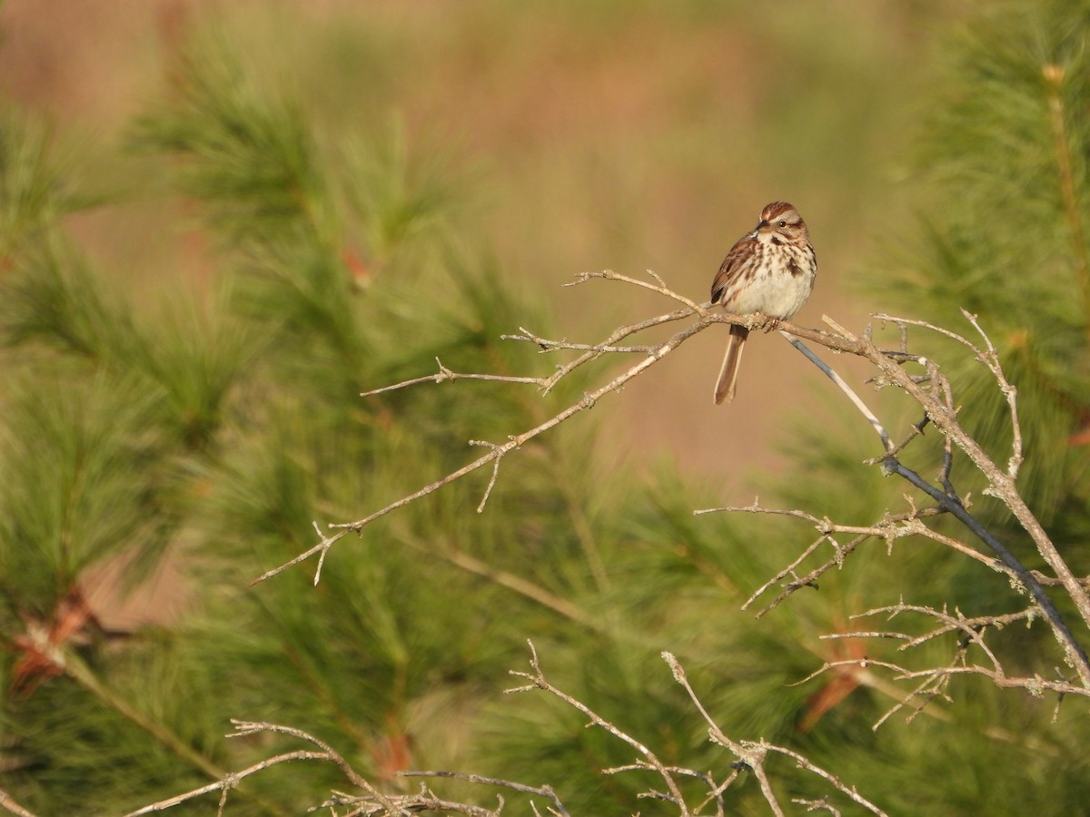 Song Sparrow - ML620461162