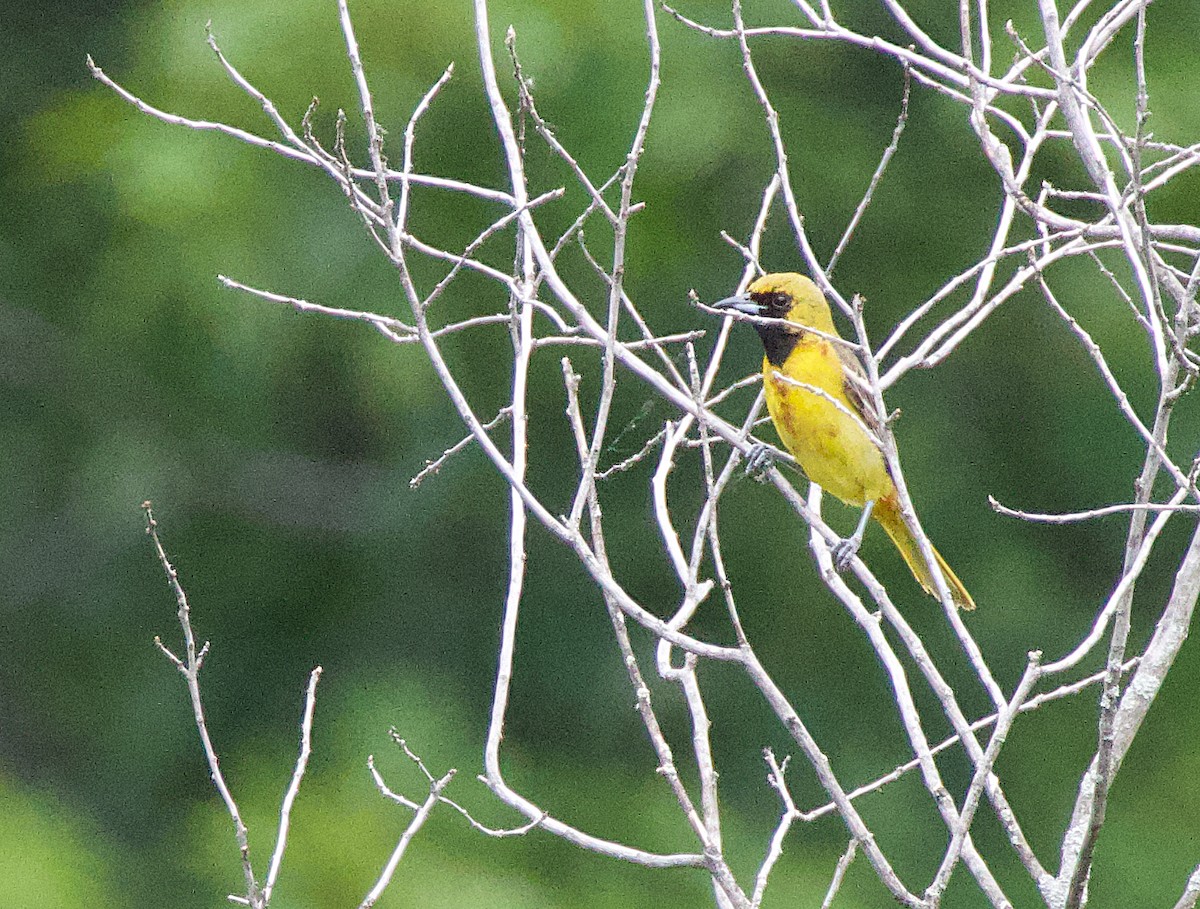 Orchard Oriole - ML620461168