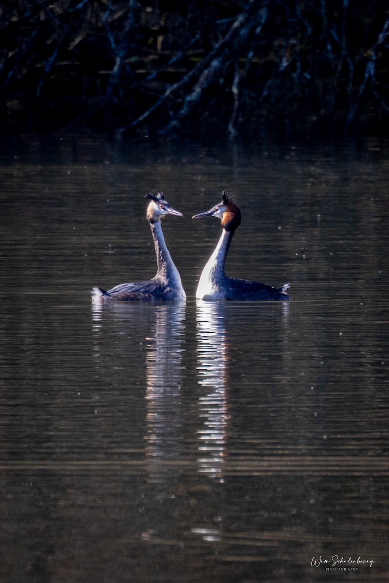 Great Crested Grebe - ML620461169