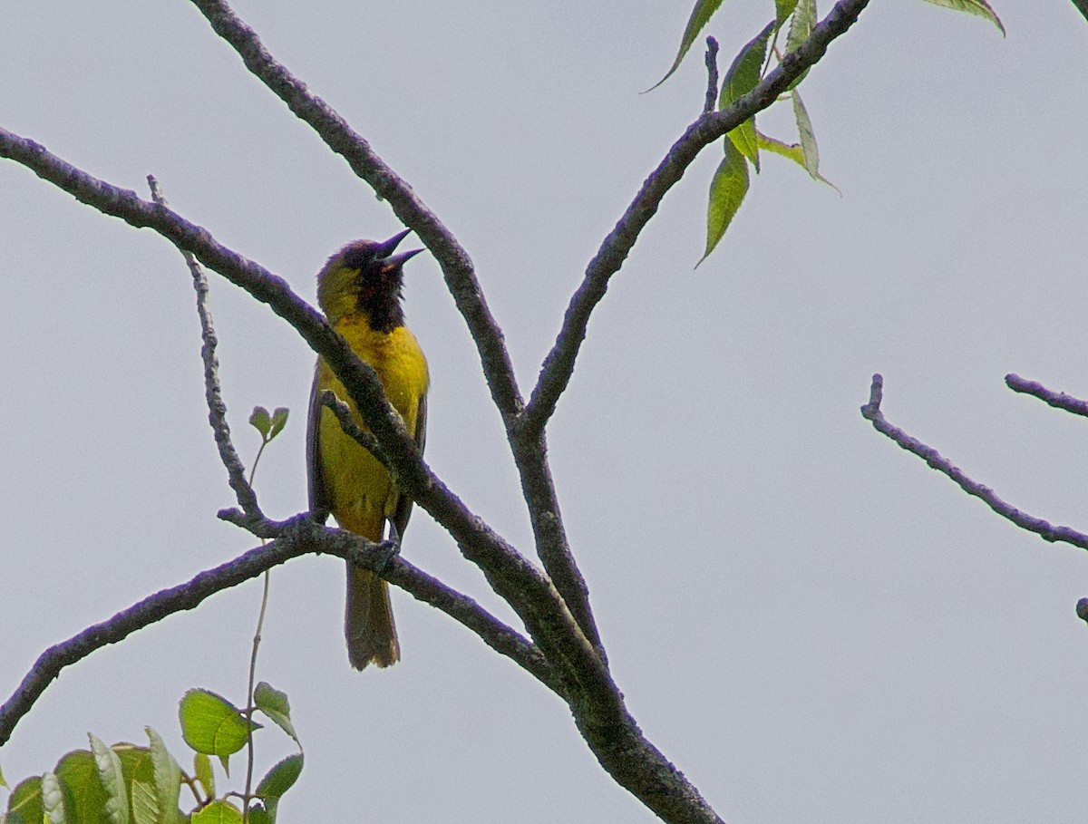 Orchard Oriole - ML620461171