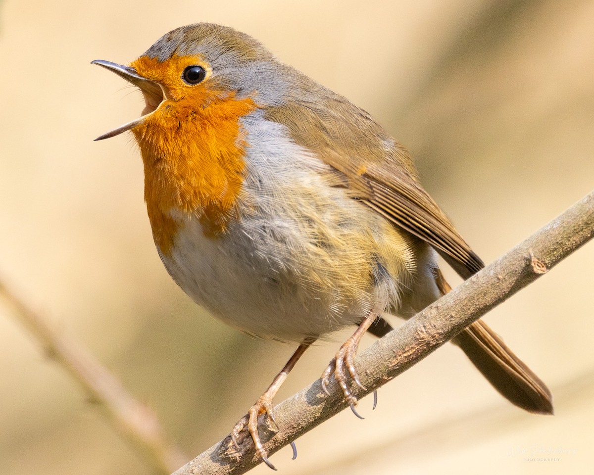 European Robin - ML620461176