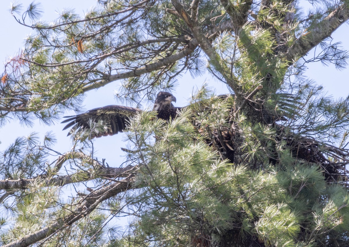 Weißkopf-Seeadler - ML620461185