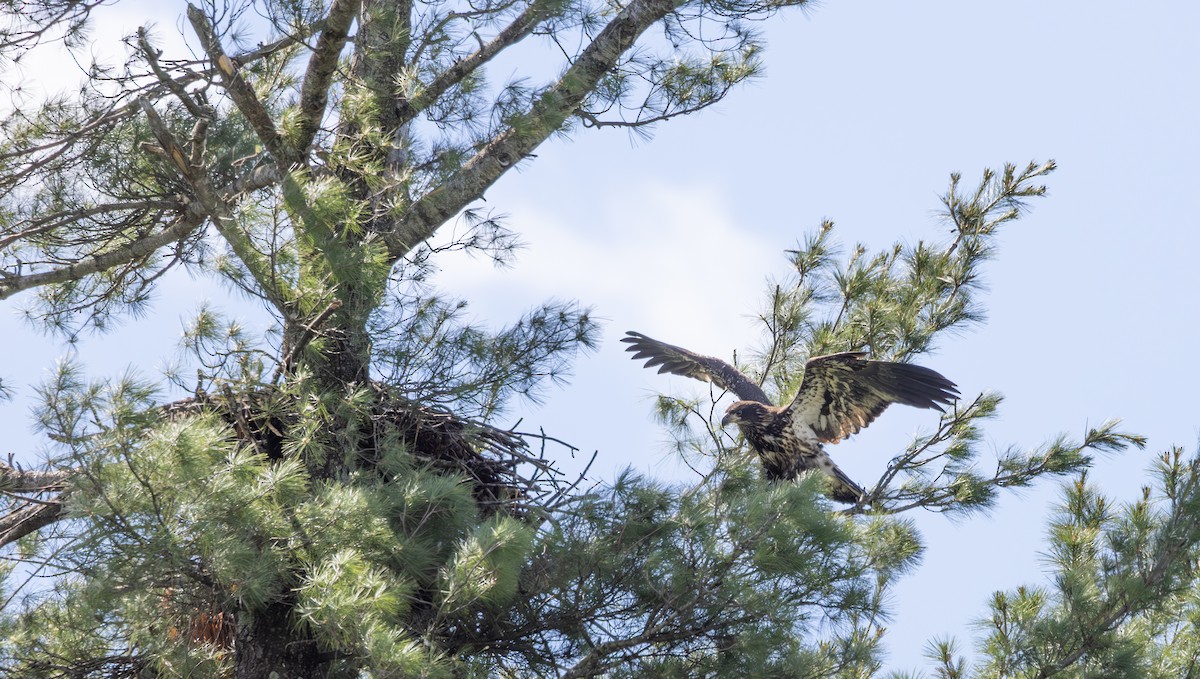 Bald Eagle - ML620461187