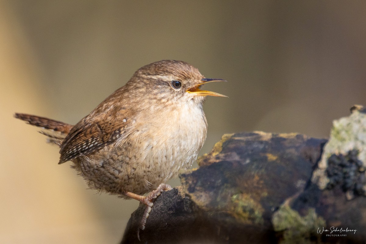 Eurasian Wren - ML620461192