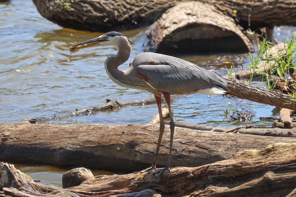 Great Blue Heron - ML620461198