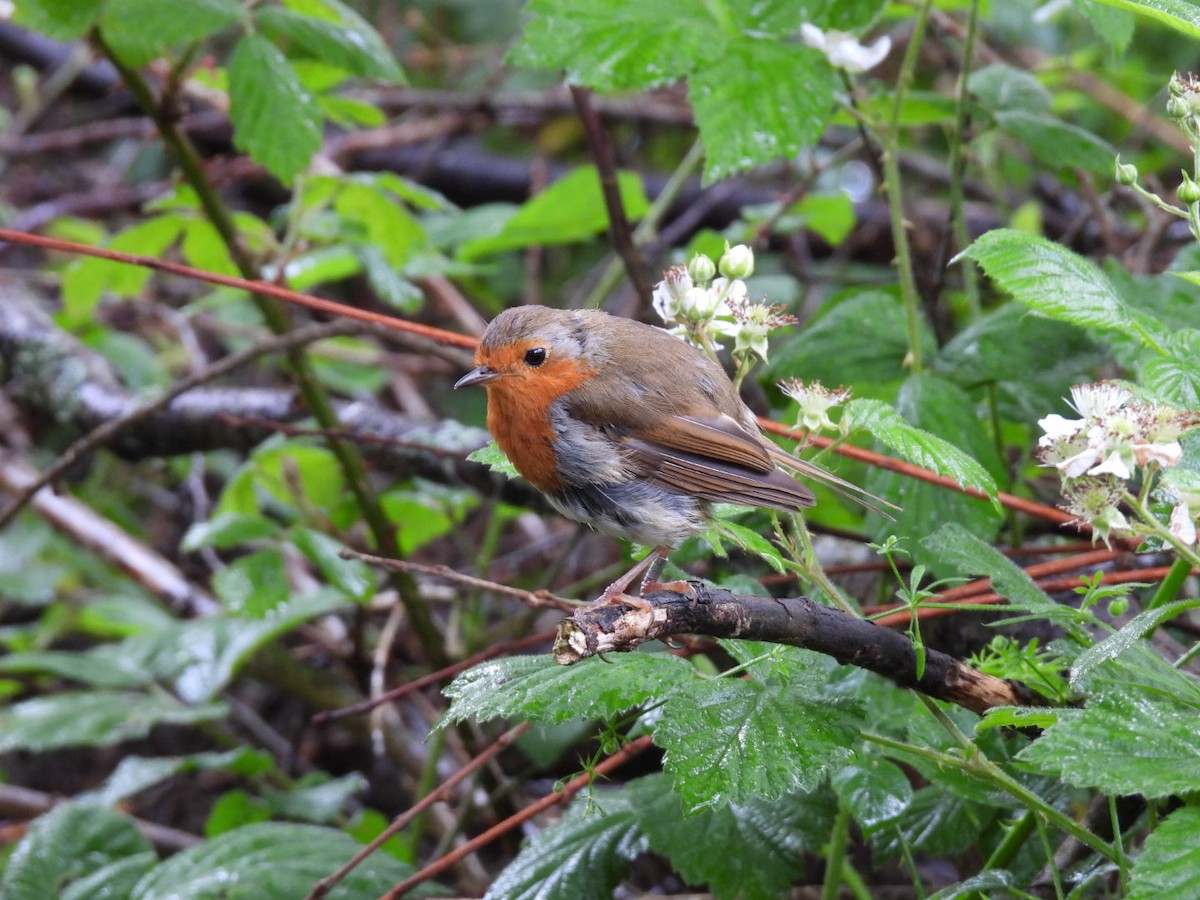 European Robin - ML620461201