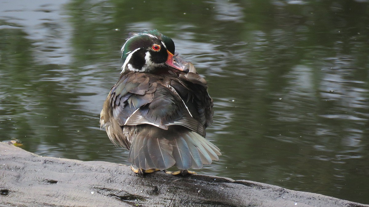 Wood Duck - ML620461202