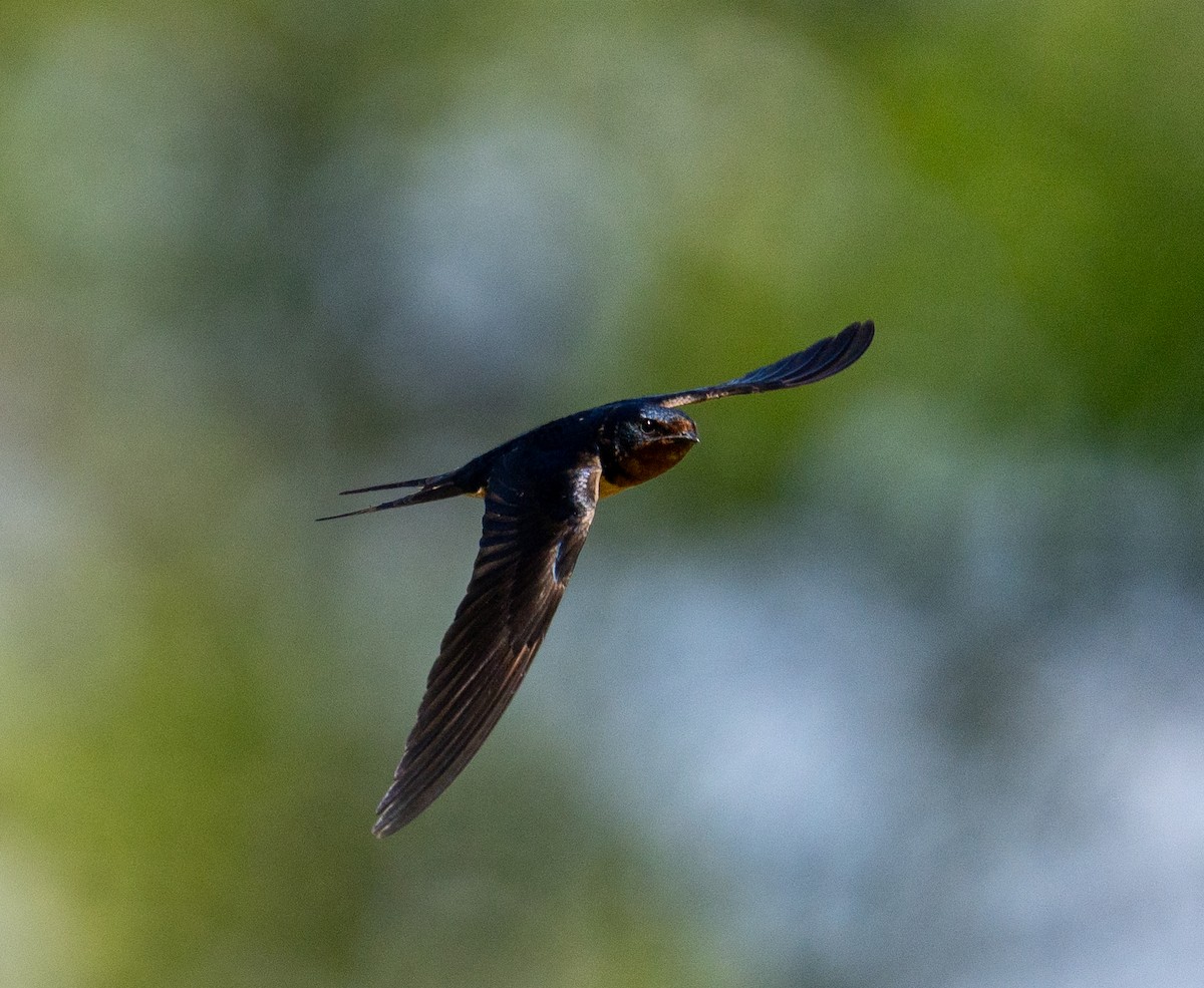 Barn Swallow - ML620461204