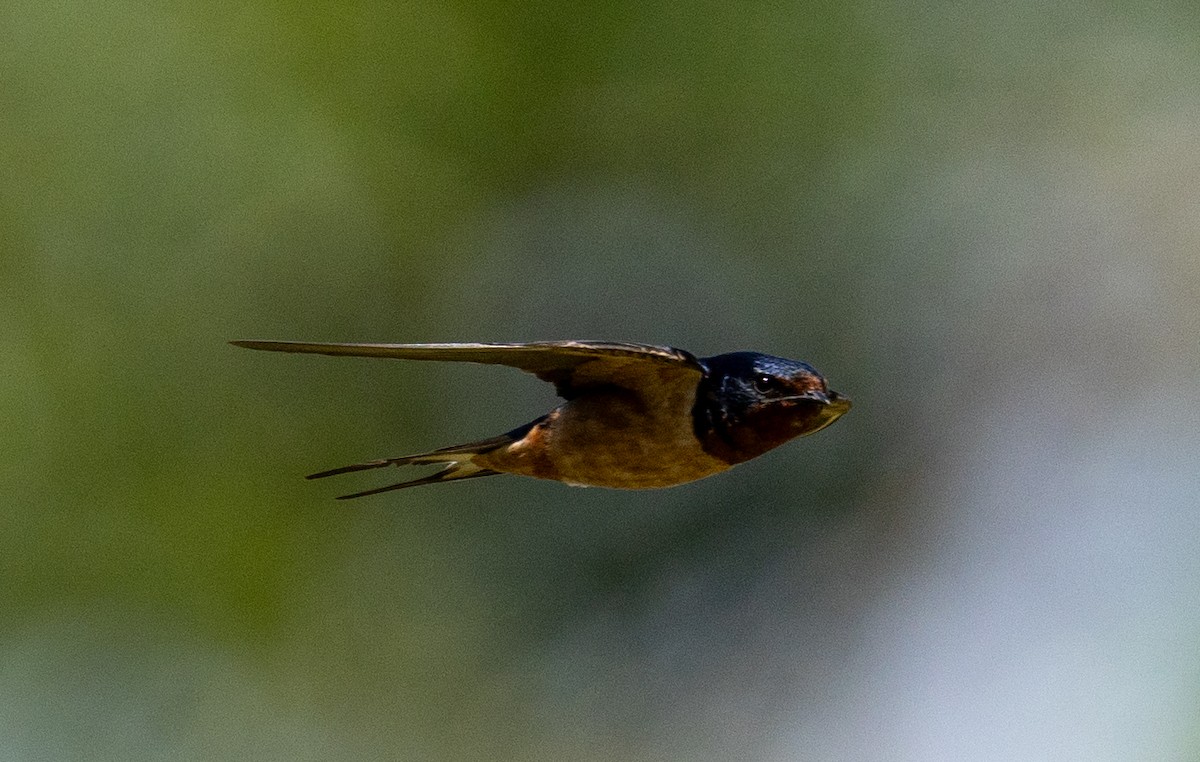 Barn Swallow - ML620461206