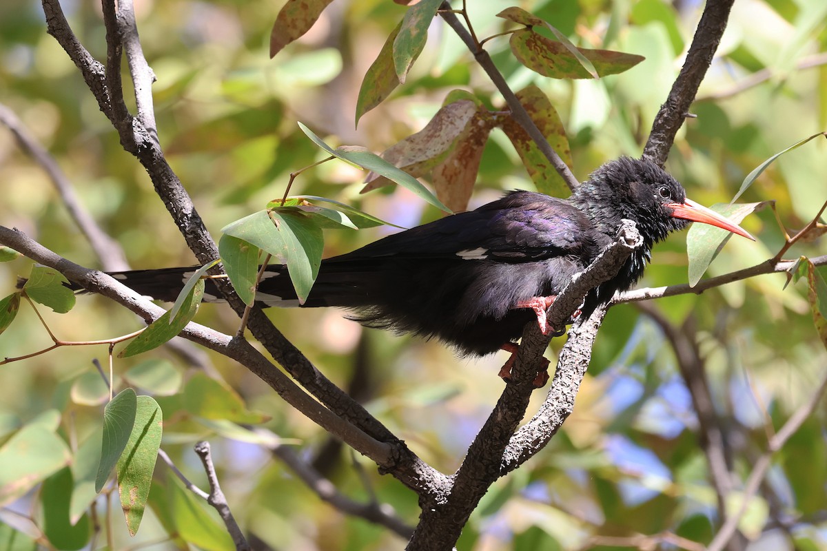 Green Woodhoopoe - ML620461211