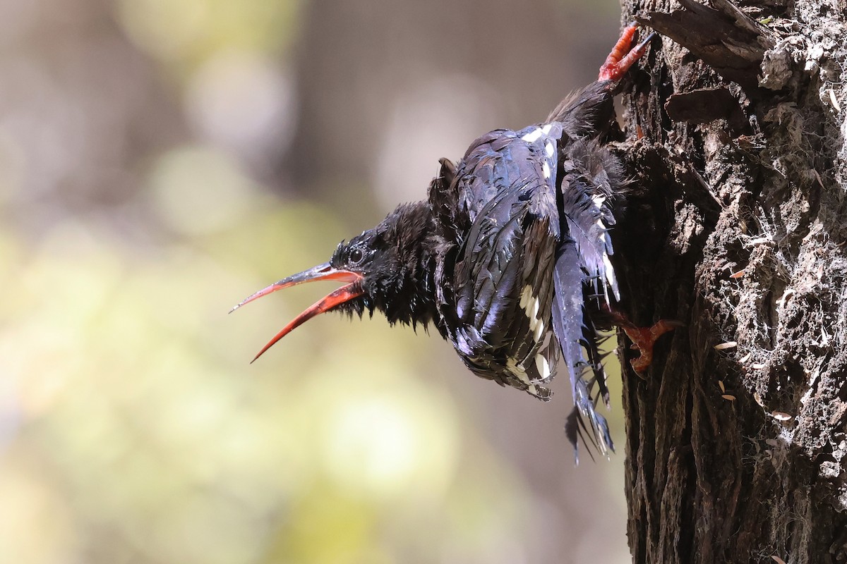 Green Woodhoopoe - ML620461212