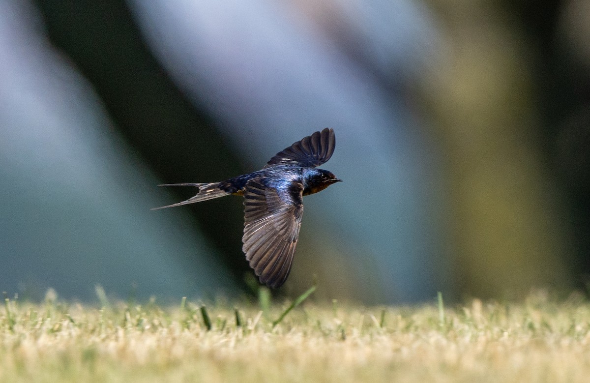 Barn Swallow - ML620461213