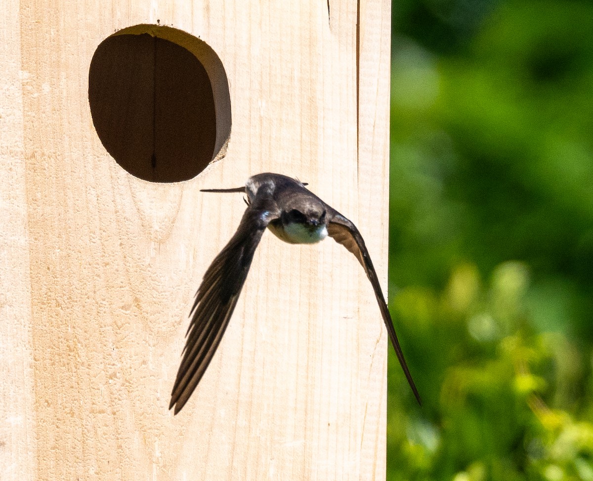 Golondrina Bicolor - ML620461218