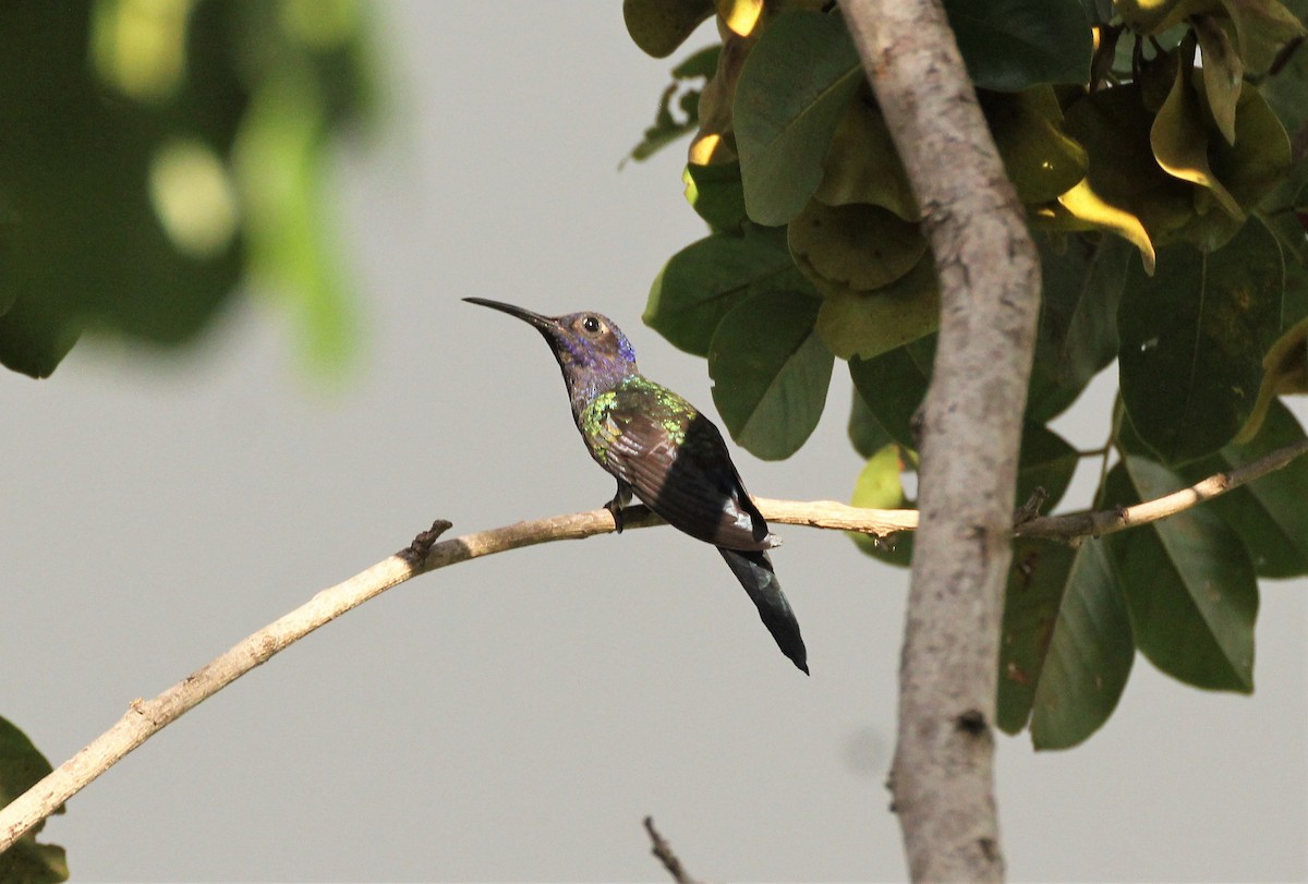 Swallow-tailed Hummingbird - ML620461221