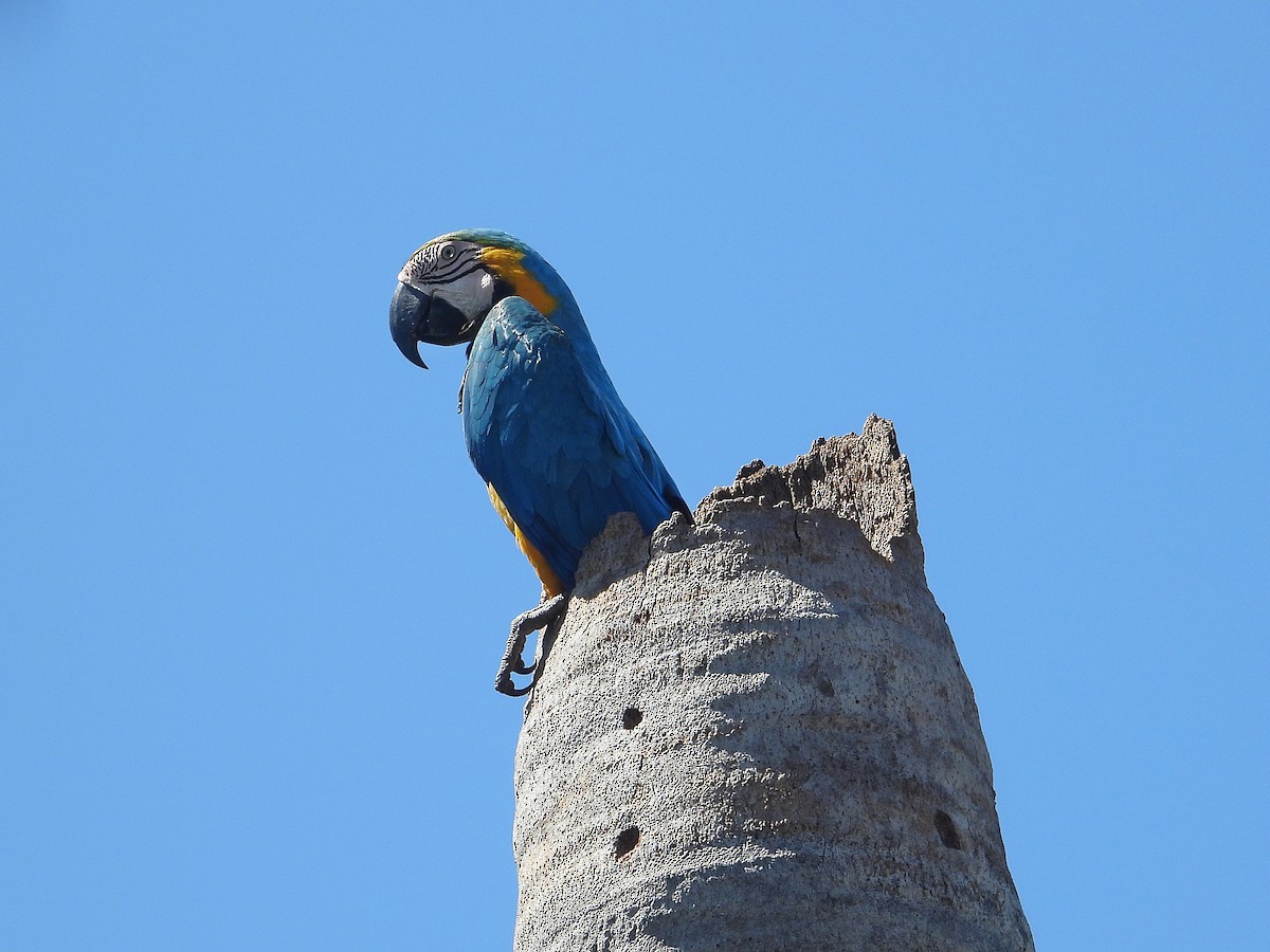Blue-and-yellow Macaw - ML620461222