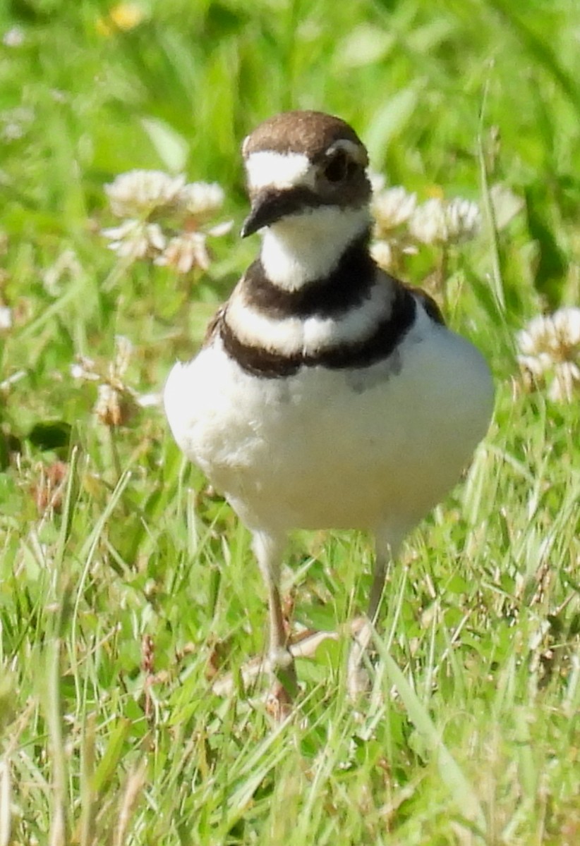 Killdeer - ML620461224