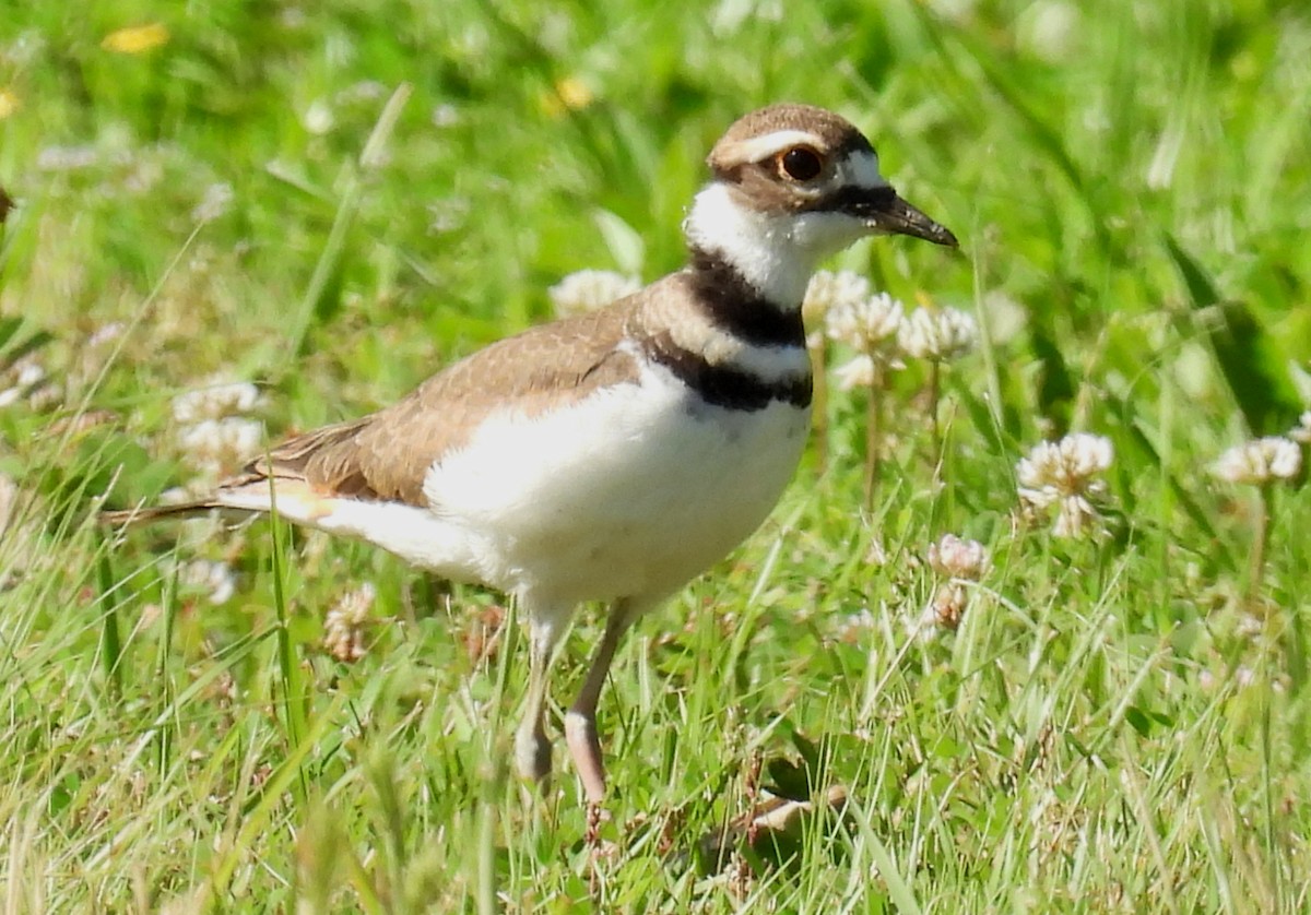 Killdeer - ML620461226