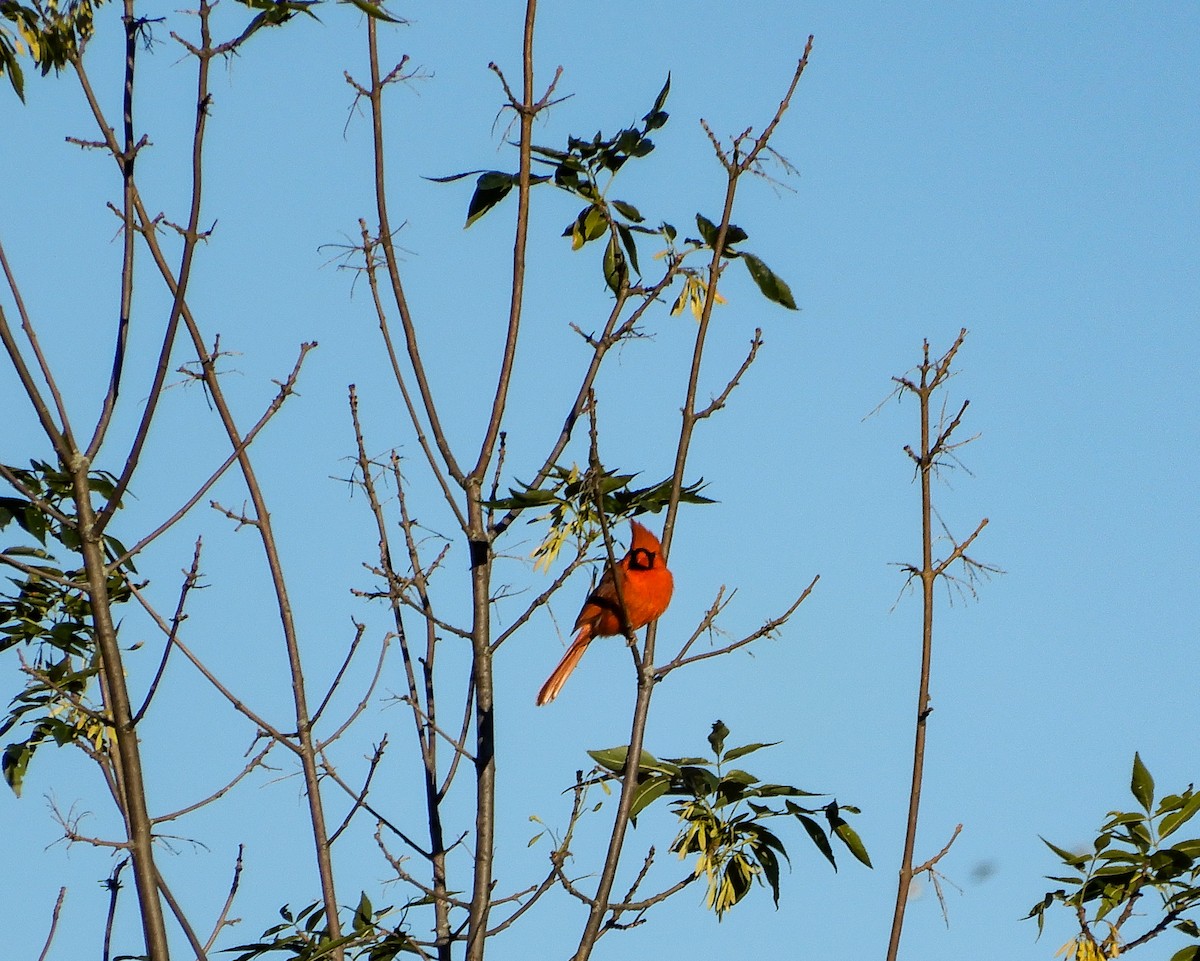 Cardinal rouge - ML620461227