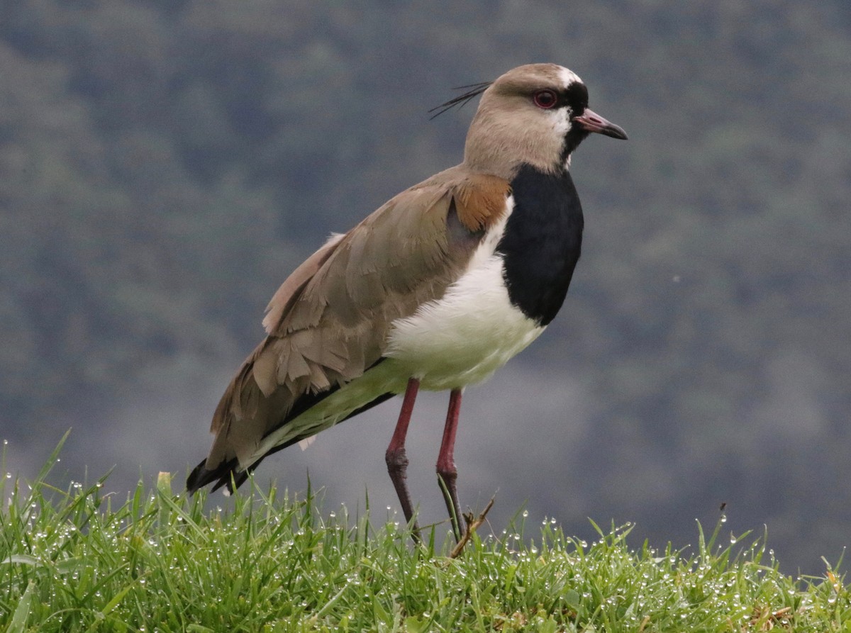 Southern Lapwing - ML620461230