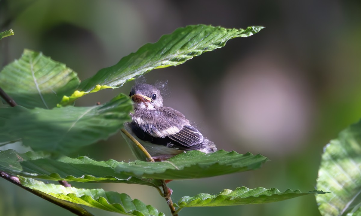 American Redstart - ML620461234