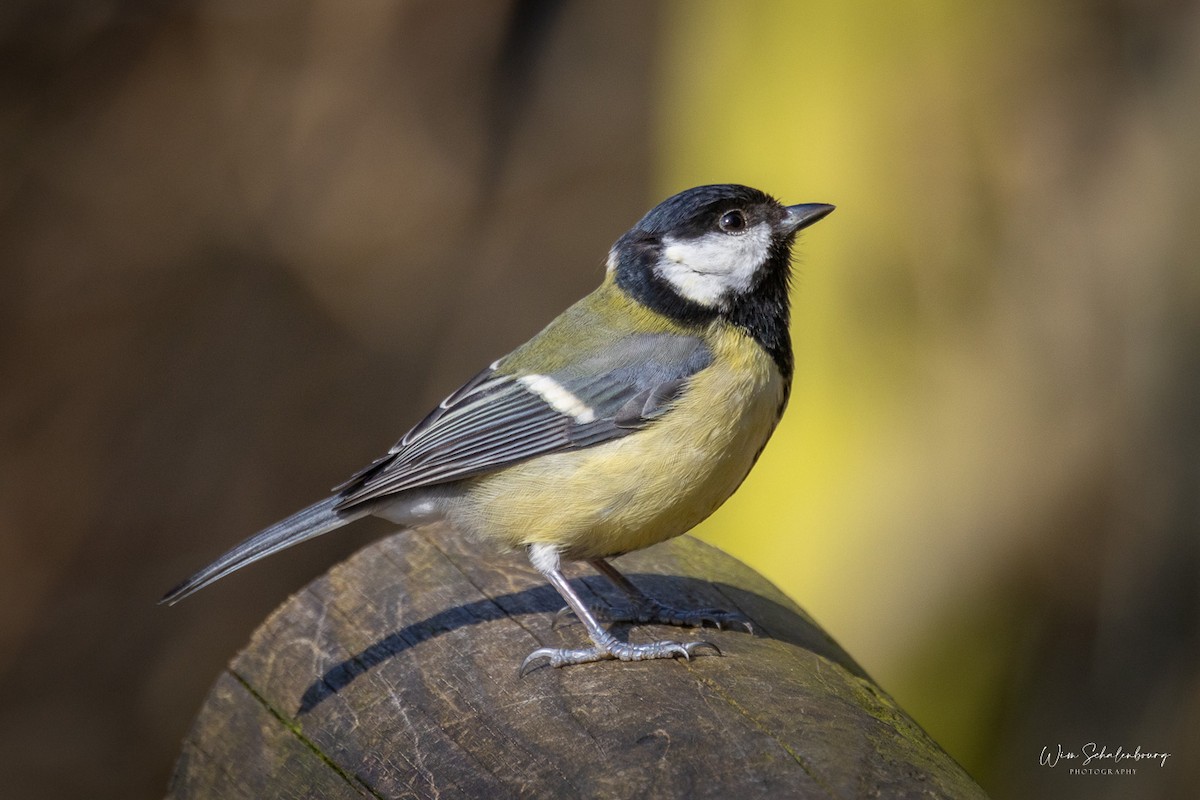 Great Tit - ML620461240