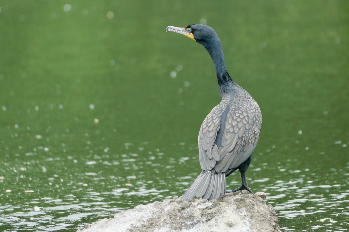 Double-crested Cormorant - Laura Sisitzky