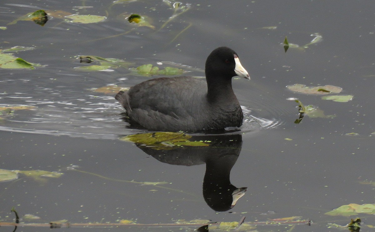 American Coot - ML620461249