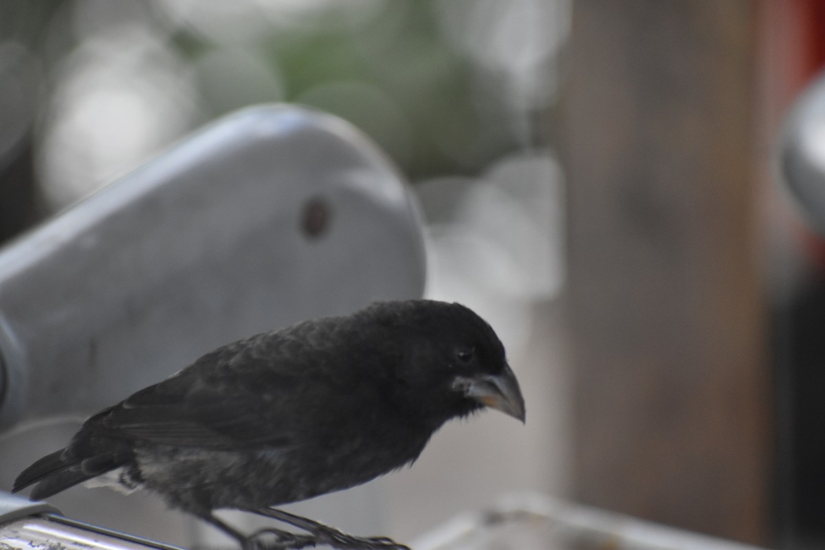 Medium Ground-Finch - Joseph Trezza