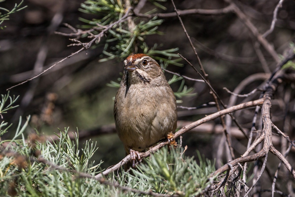 Rufous-crowned Sparrow - ML620461257