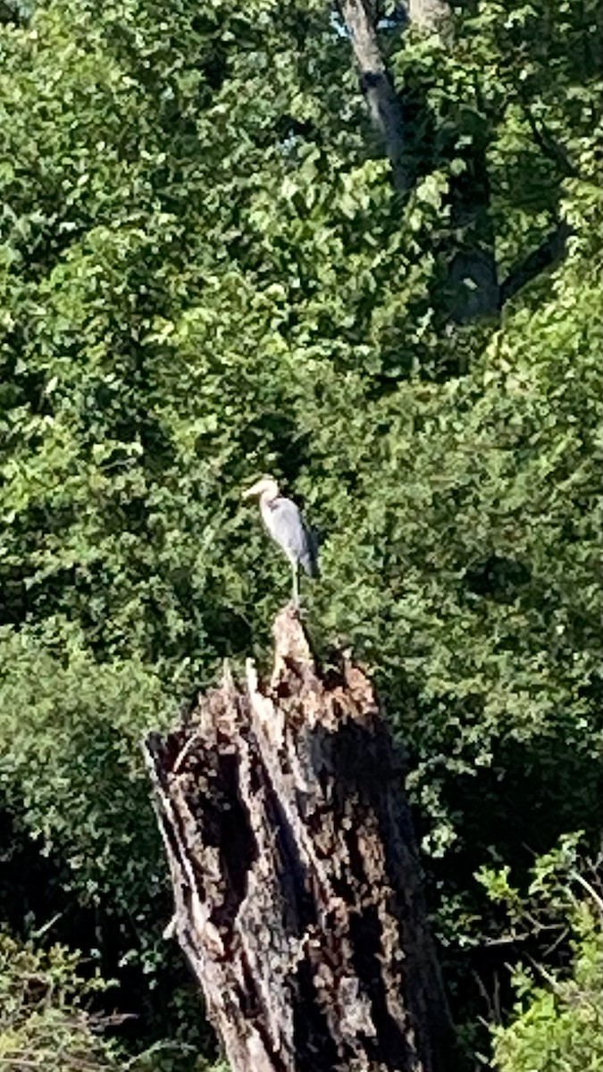 Great Blue Heron - ML620461259