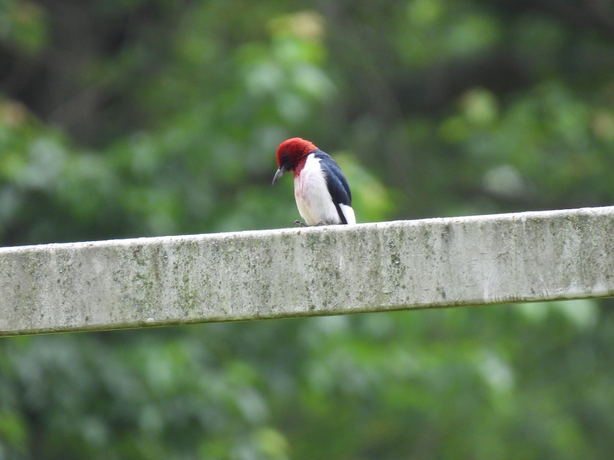 Red-headed Woodpecker - ML620461260
