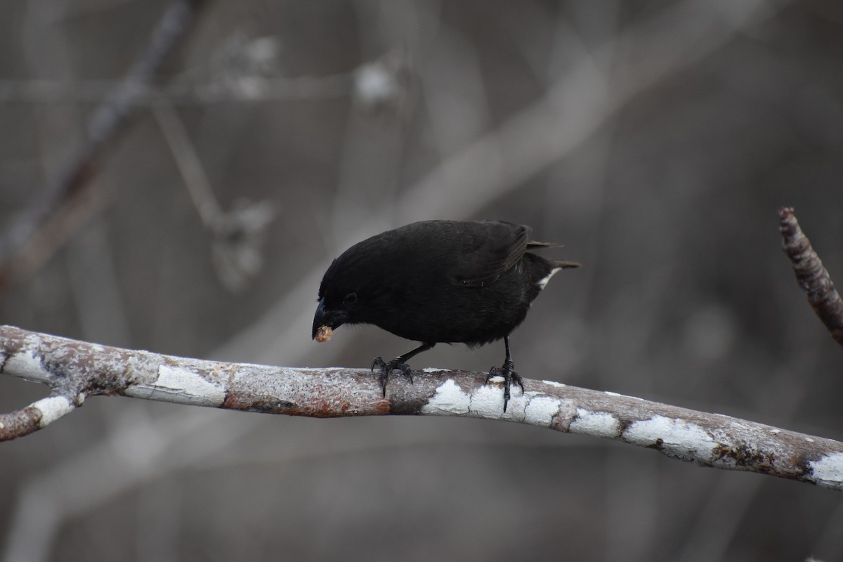 Medium Ground-Finch - ML620461263