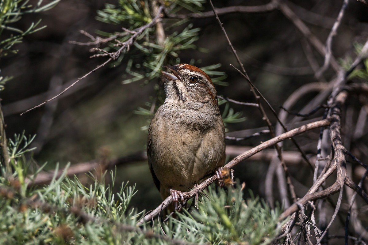 Rufous-crowned Sparrow - ML620461264