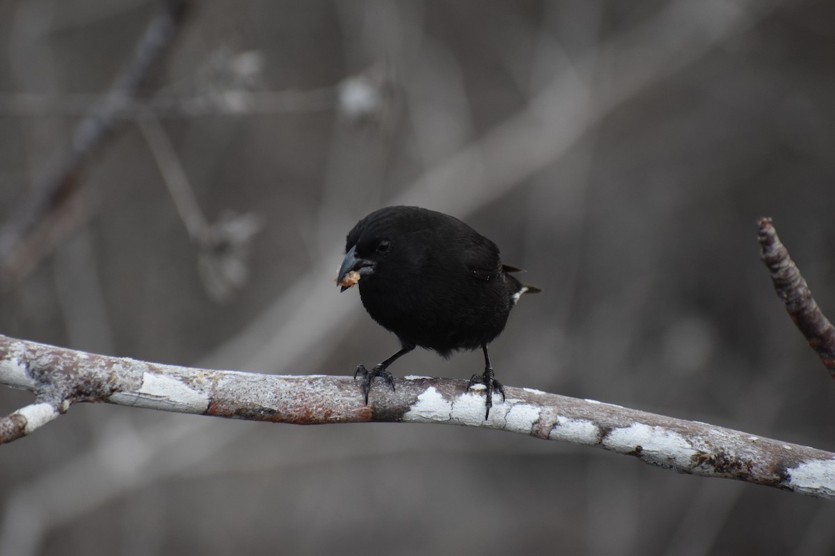 Small Ground-Finch - ML620461267