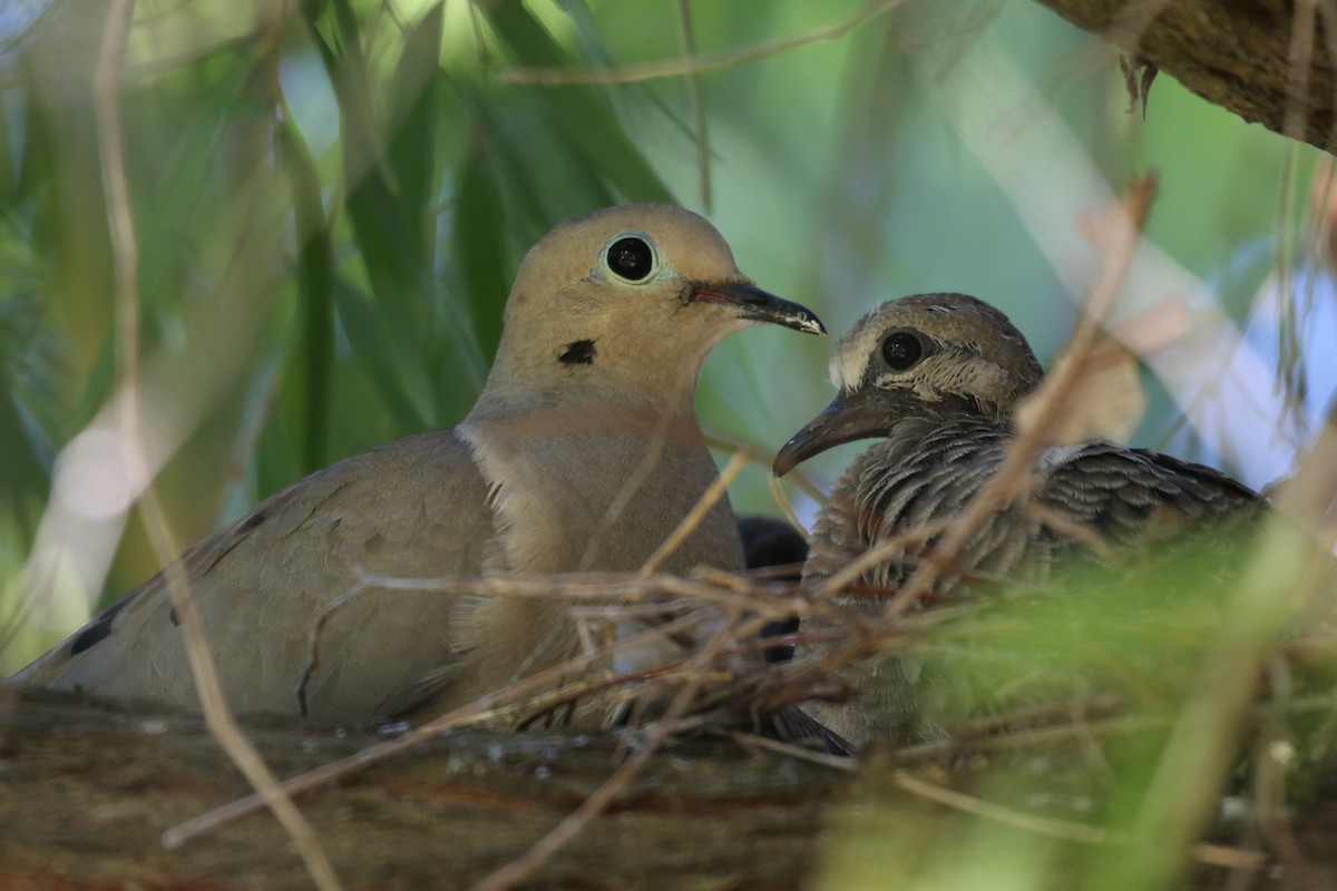 Mourning Dove - ML620461269