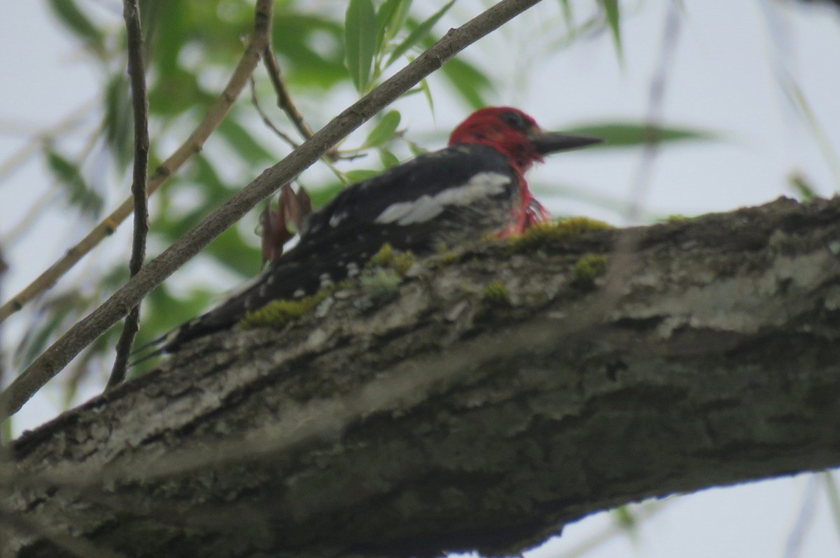 Red-breasted Sapsucker - ML620461272