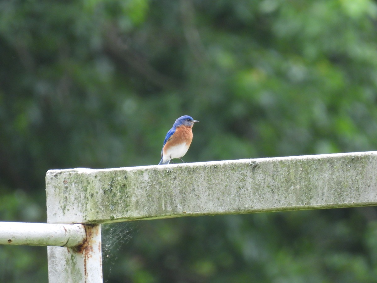 Eastern Bluebird - ML620461274