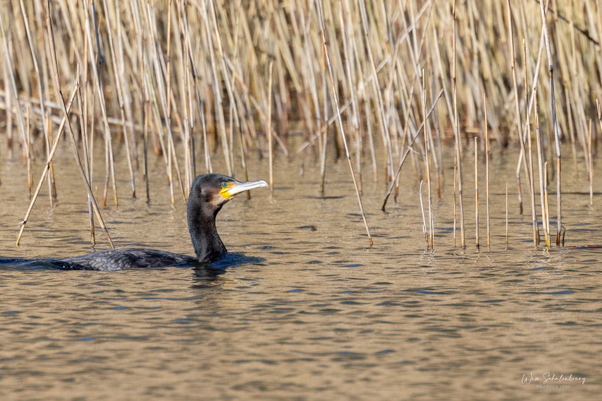 Great Cormorant - ML620461282