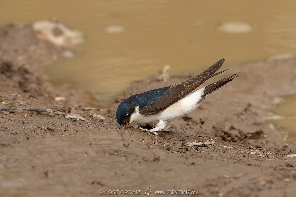 Western House-Martin - José Ardaiz Ganuza