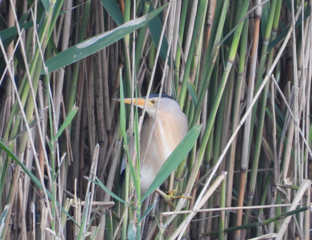 Little Bittern - ML620461285