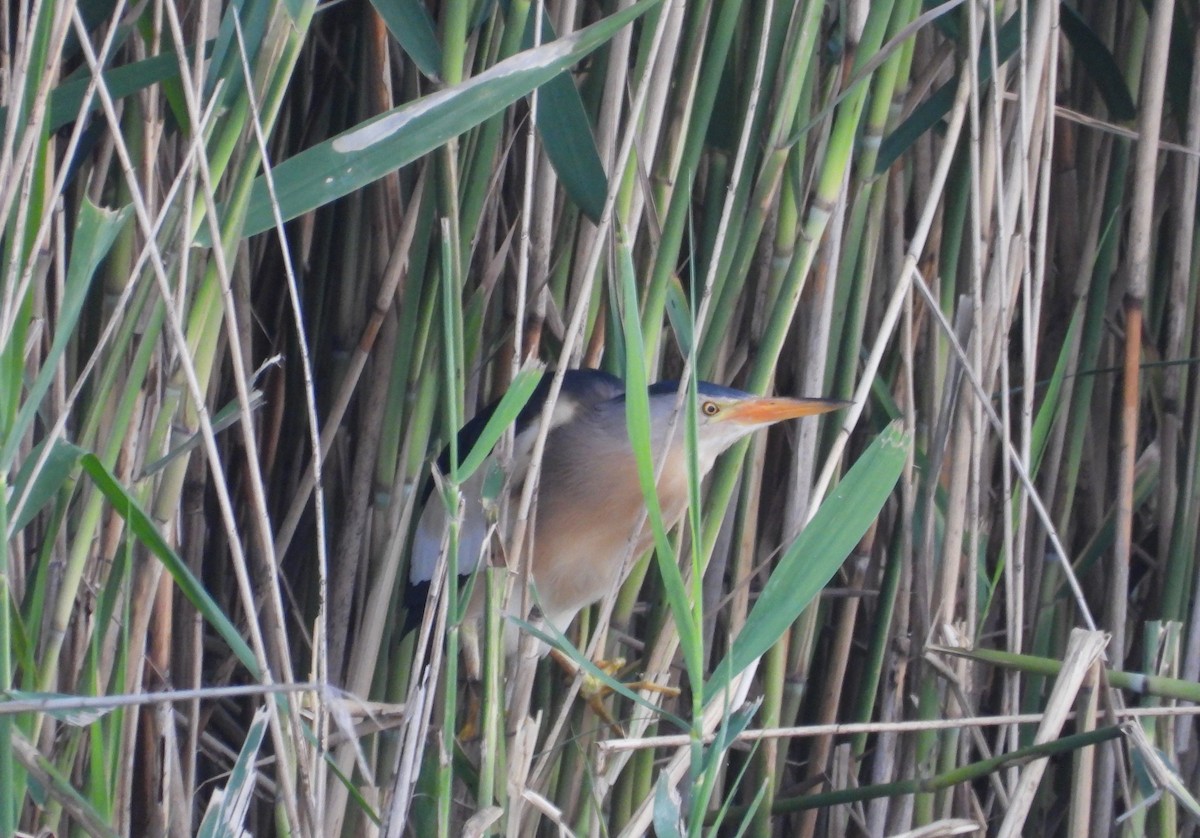 Little Bittern - ML620461286