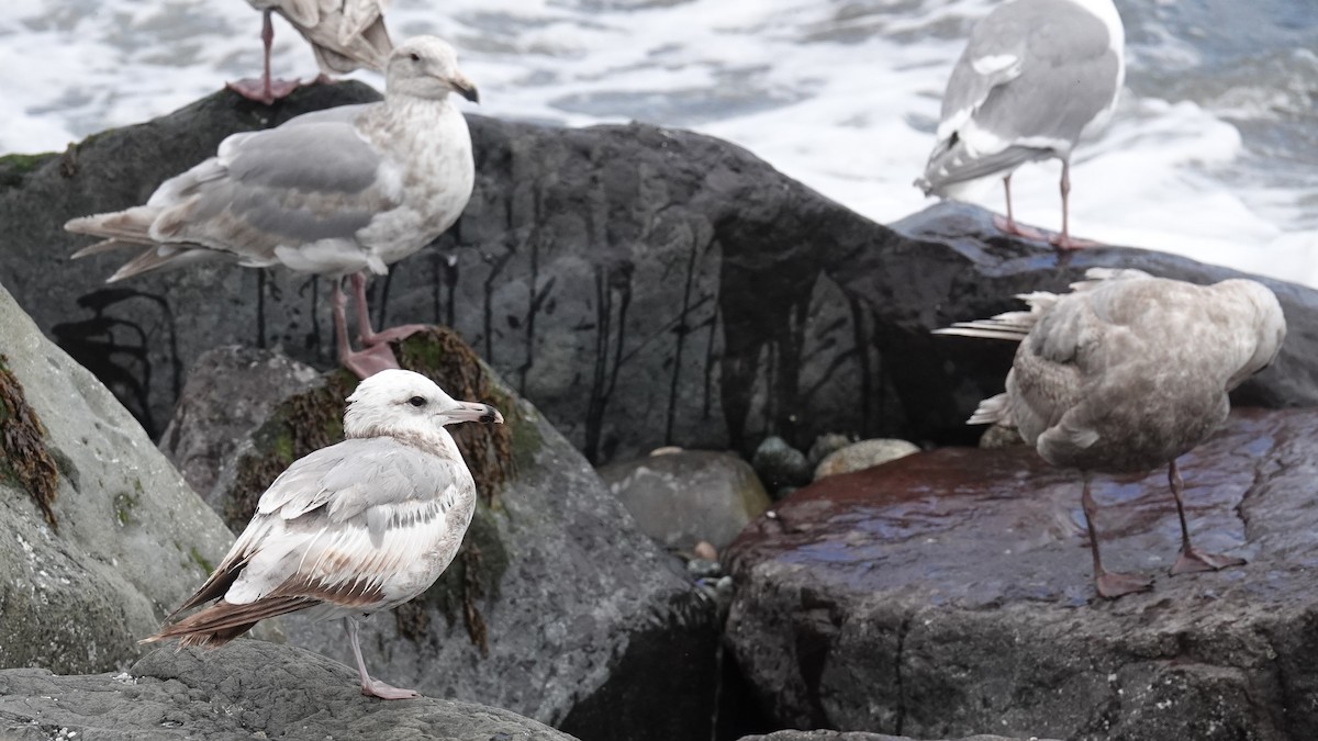 California Gull - ML620461292