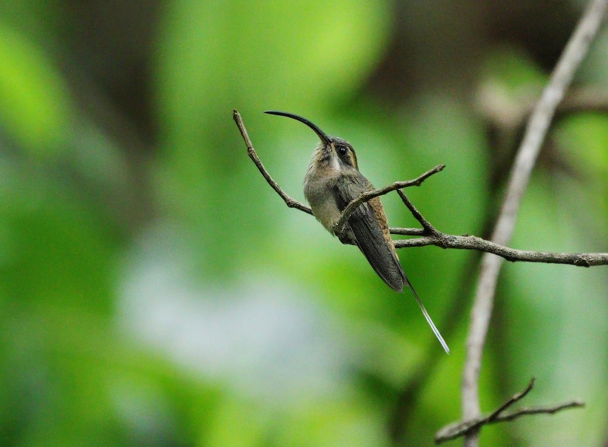 Long-billed Hermit - ML620461299