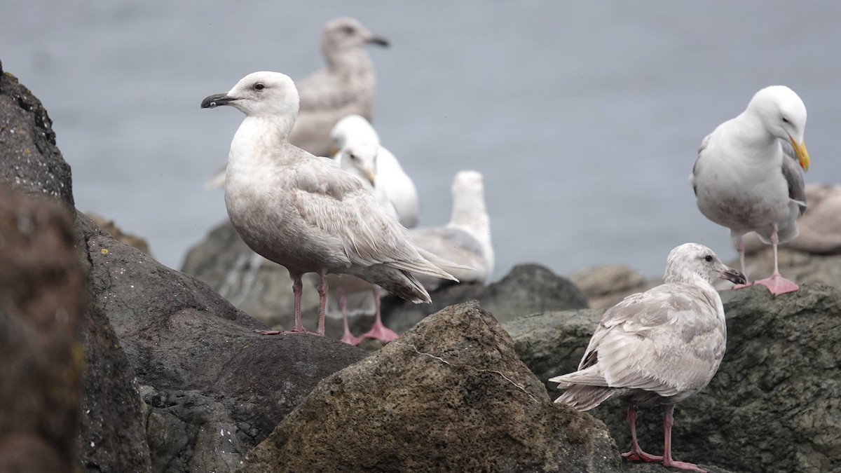 Gaviota de Bering - ML620461300