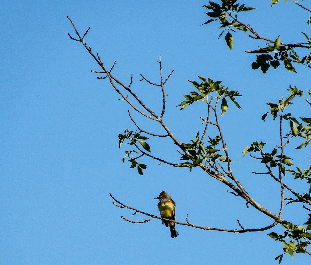 Great Crested Flycatcher - ML620461301