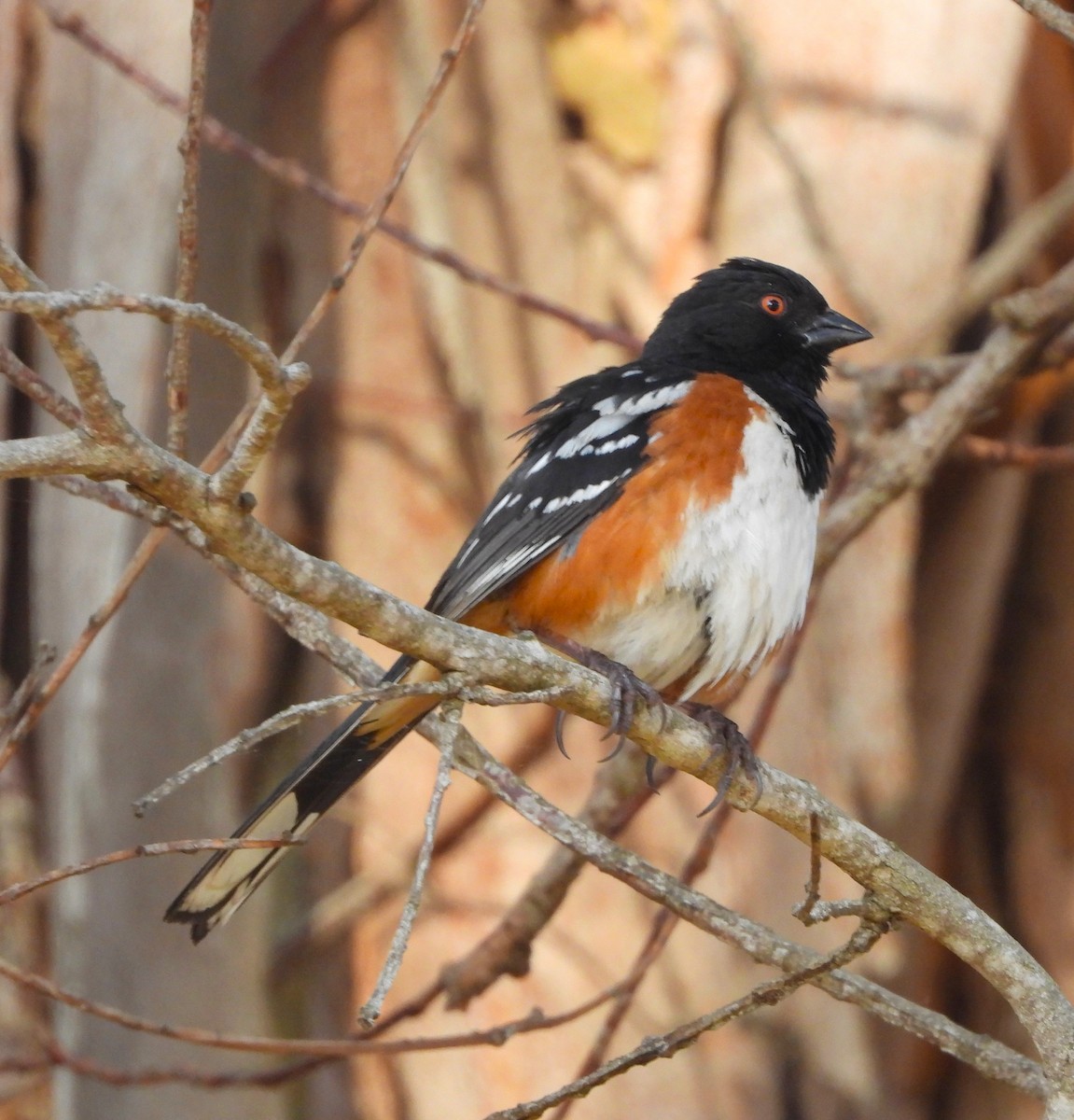 Spotted Towhee - ML620461302