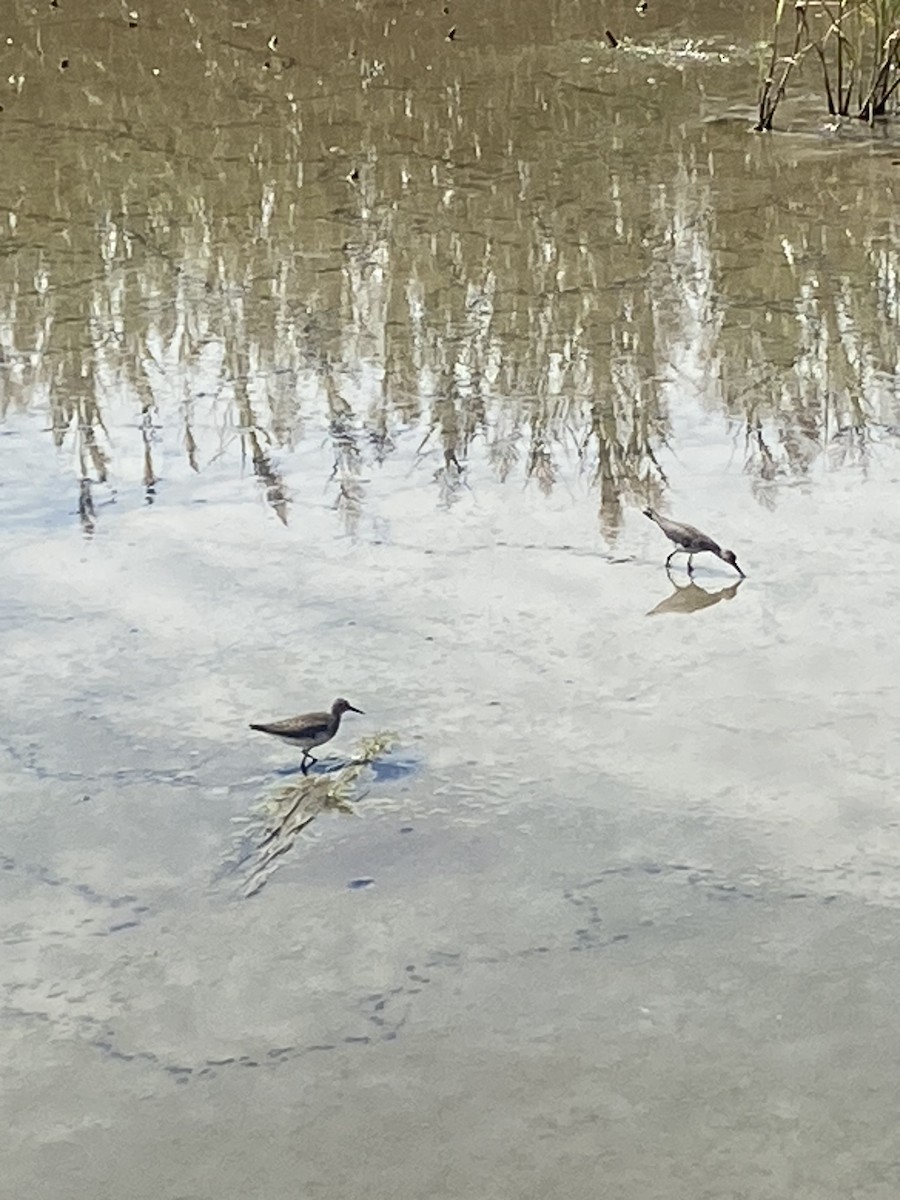 Lesser Yellowlegs - ML620461305