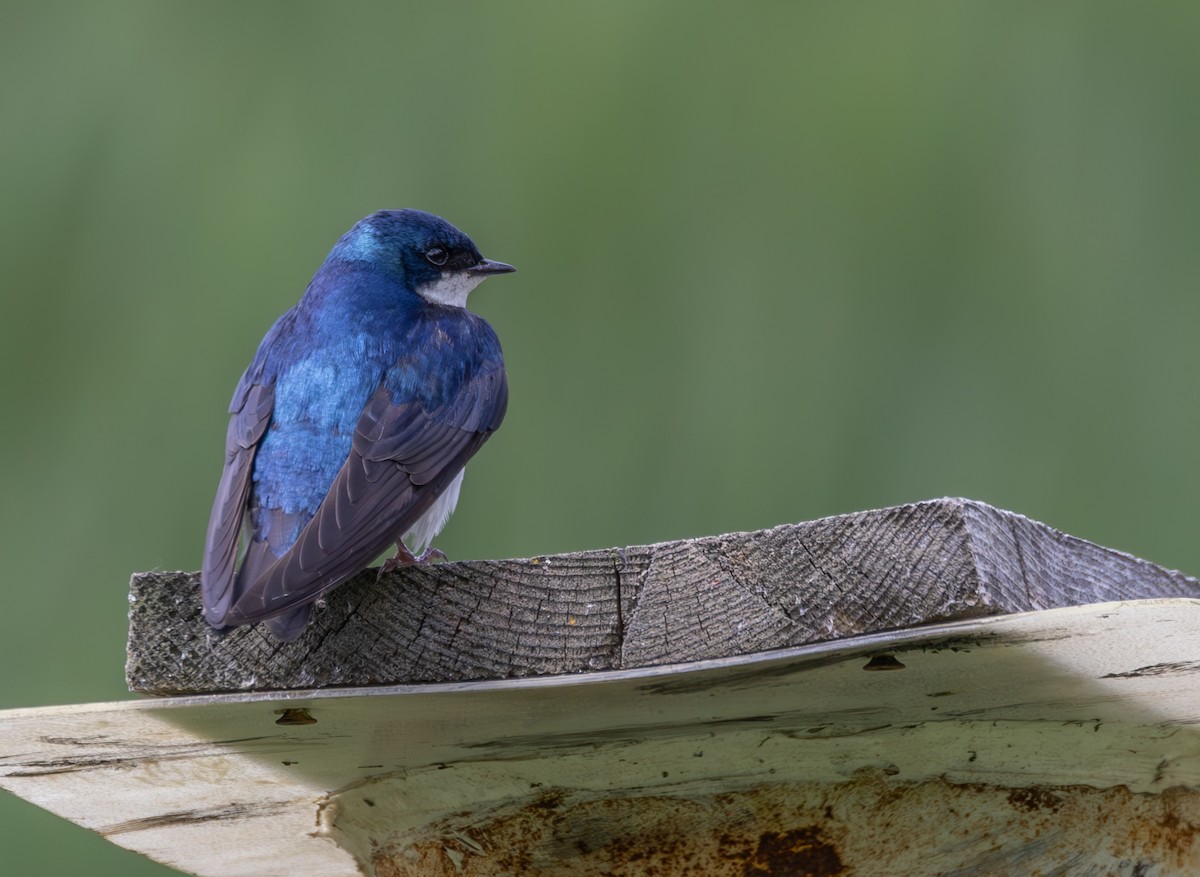 Golondrina Bicolor - ML620461306