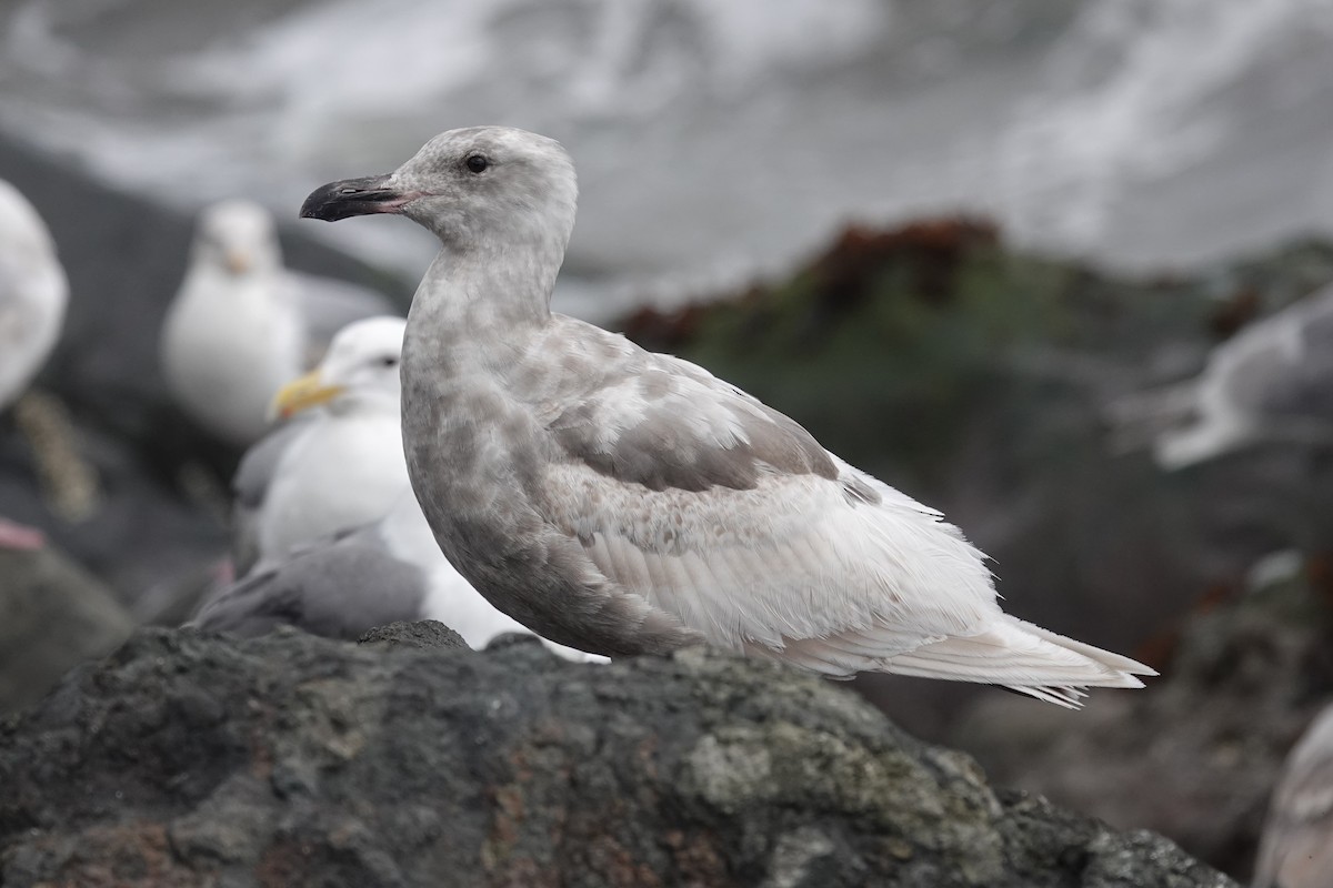 Western x Glaucous-winged Gull (hybrid) - Steve Hampton