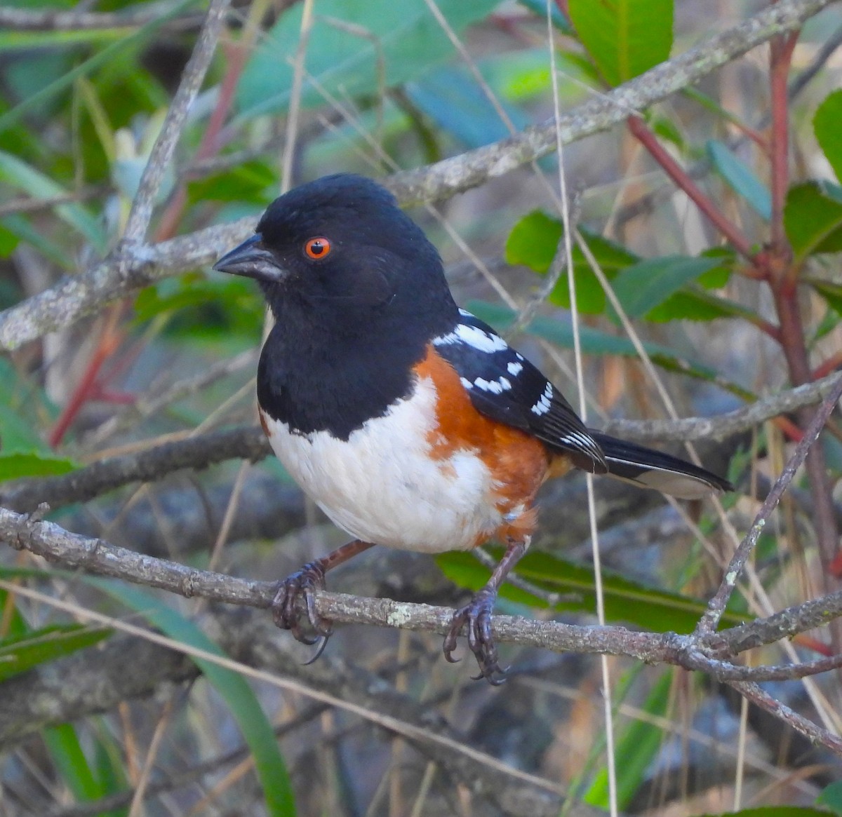 Spotted Towhee - ML620461317